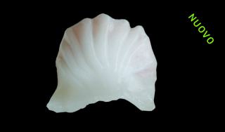 Ravioli di Gamberi